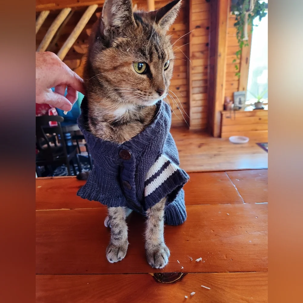 Small pet sweater